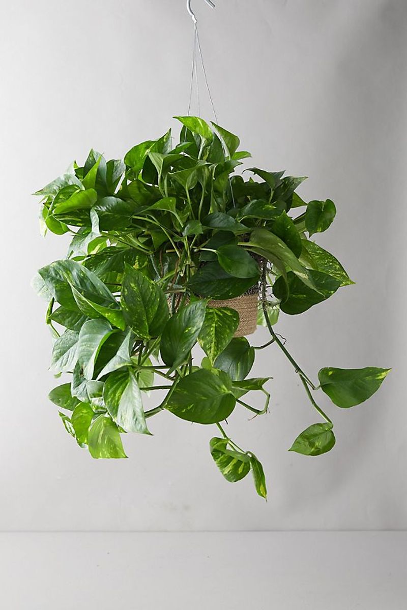 Pothos (Epipremnum aureum)