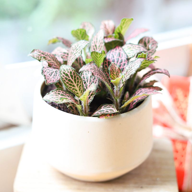 Nerve Plant (Fittonia albivenis)