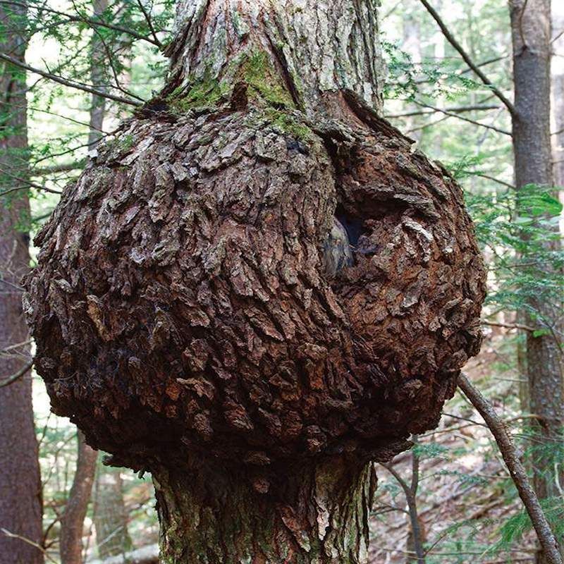Leafy Burl Formations