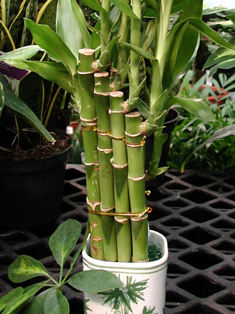 Bamboo (Lucky Bamboo / True Bamboo)