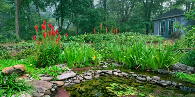 Mini Ponds & Bog Gardens