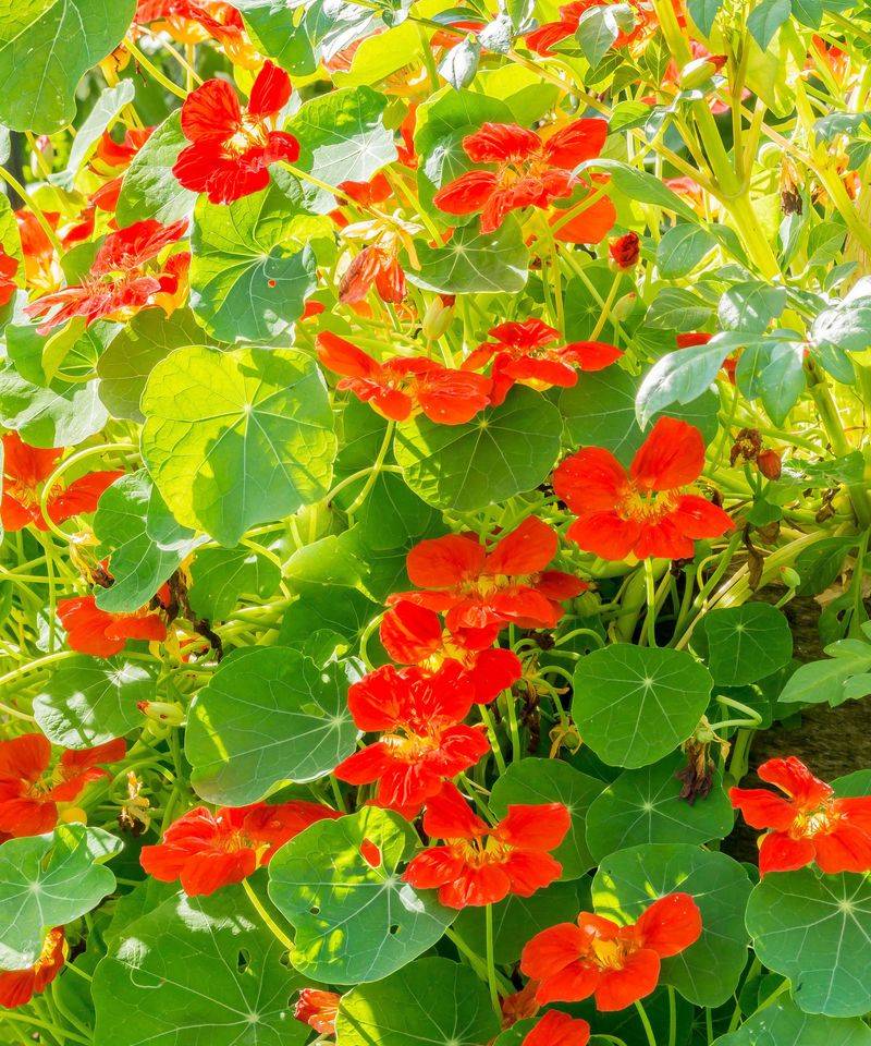 Nasturtiums