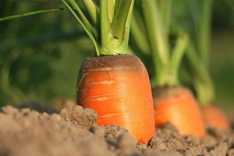 Carrots Developed Better Root Systems