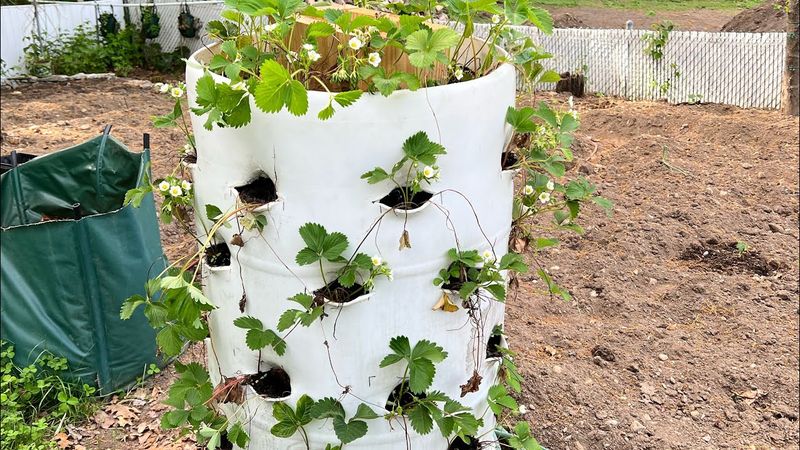 Strawberry Barrel Tower