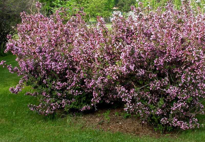 Weigela