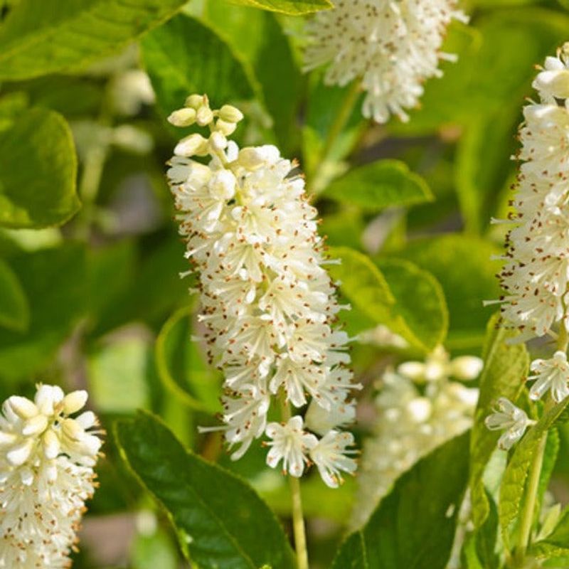 Clethra