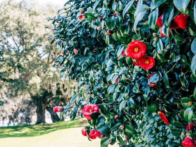 Camellias