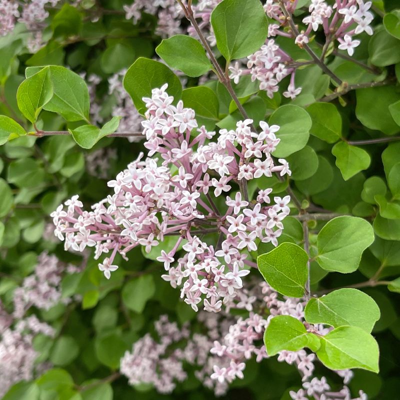 Dwarf Korean Lilac Syringa Meyeri