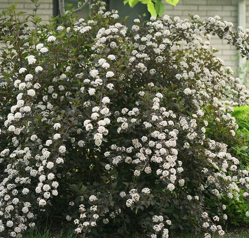 Ninebark (Physocarpus opulifolius)
