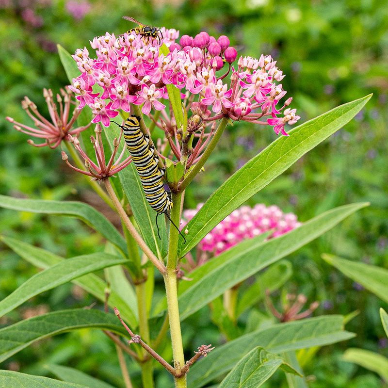 Swamp Milkweed (Asclepias incarnata) – The Aphid Bodyguard