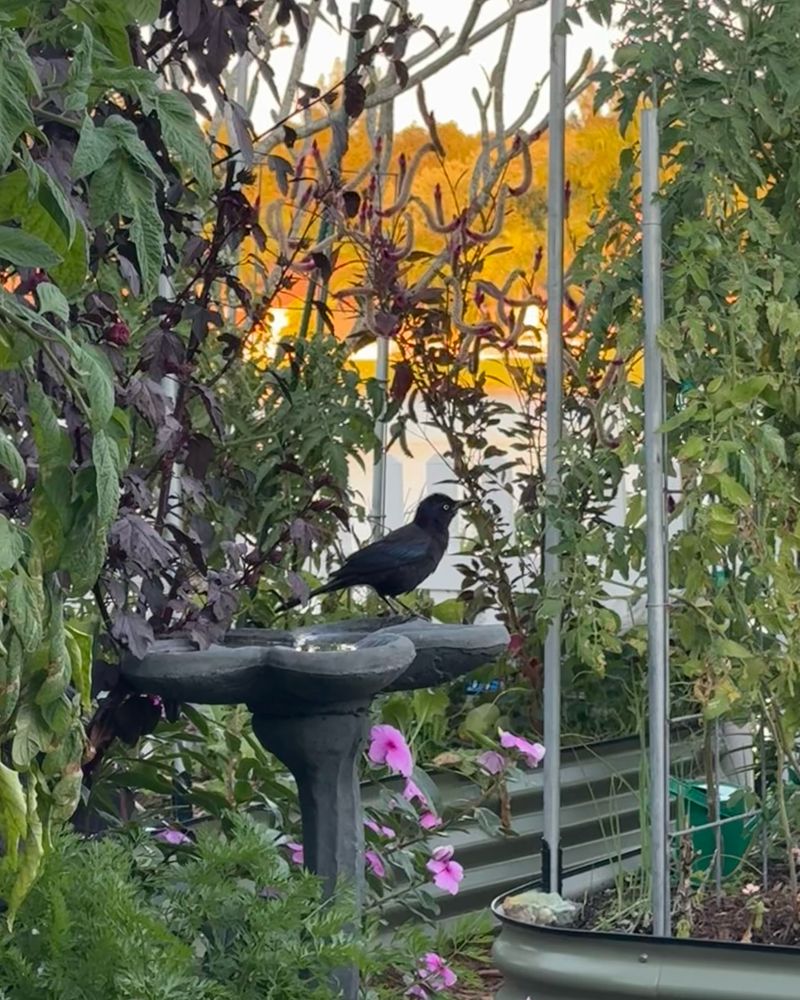 Invite Birds by Adding Feeders or Birdbaths