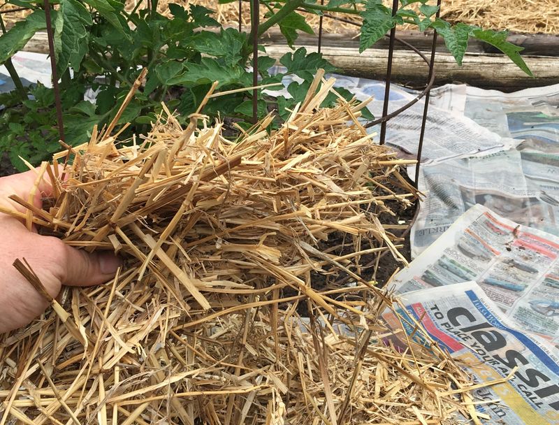Mulch with Newspaper