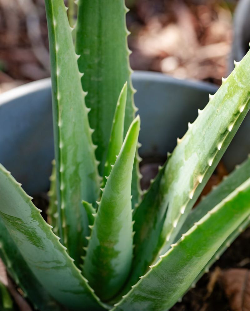 Aloe Vera as Rooting Hormone
