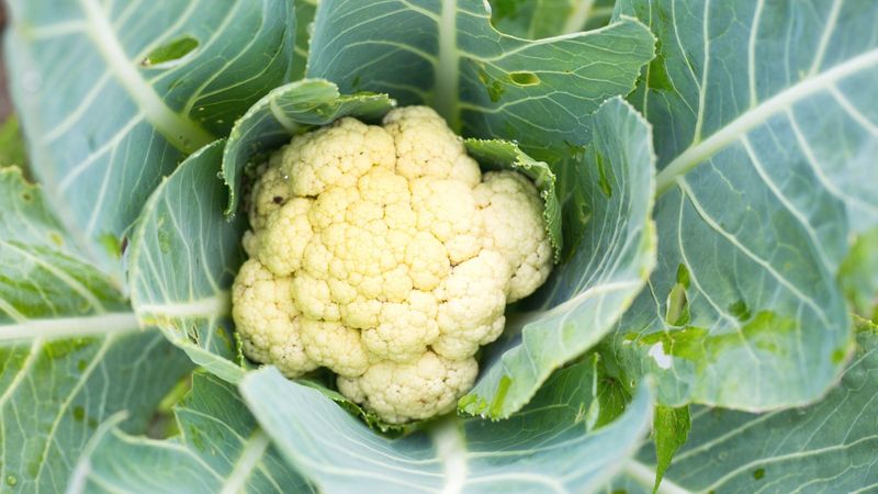 Cauliflower