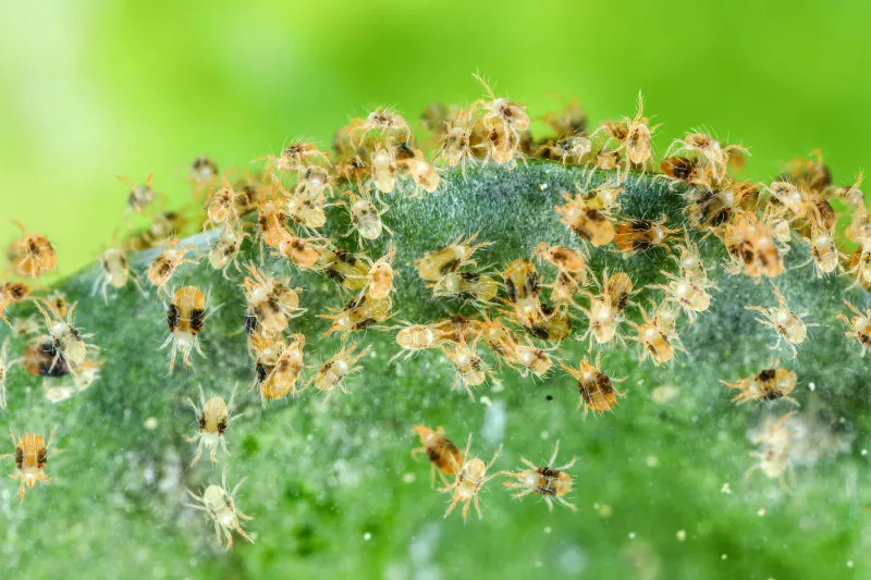 Spider Mites