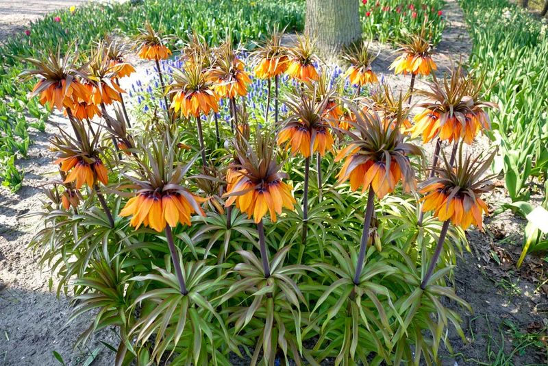 Crown Imperial