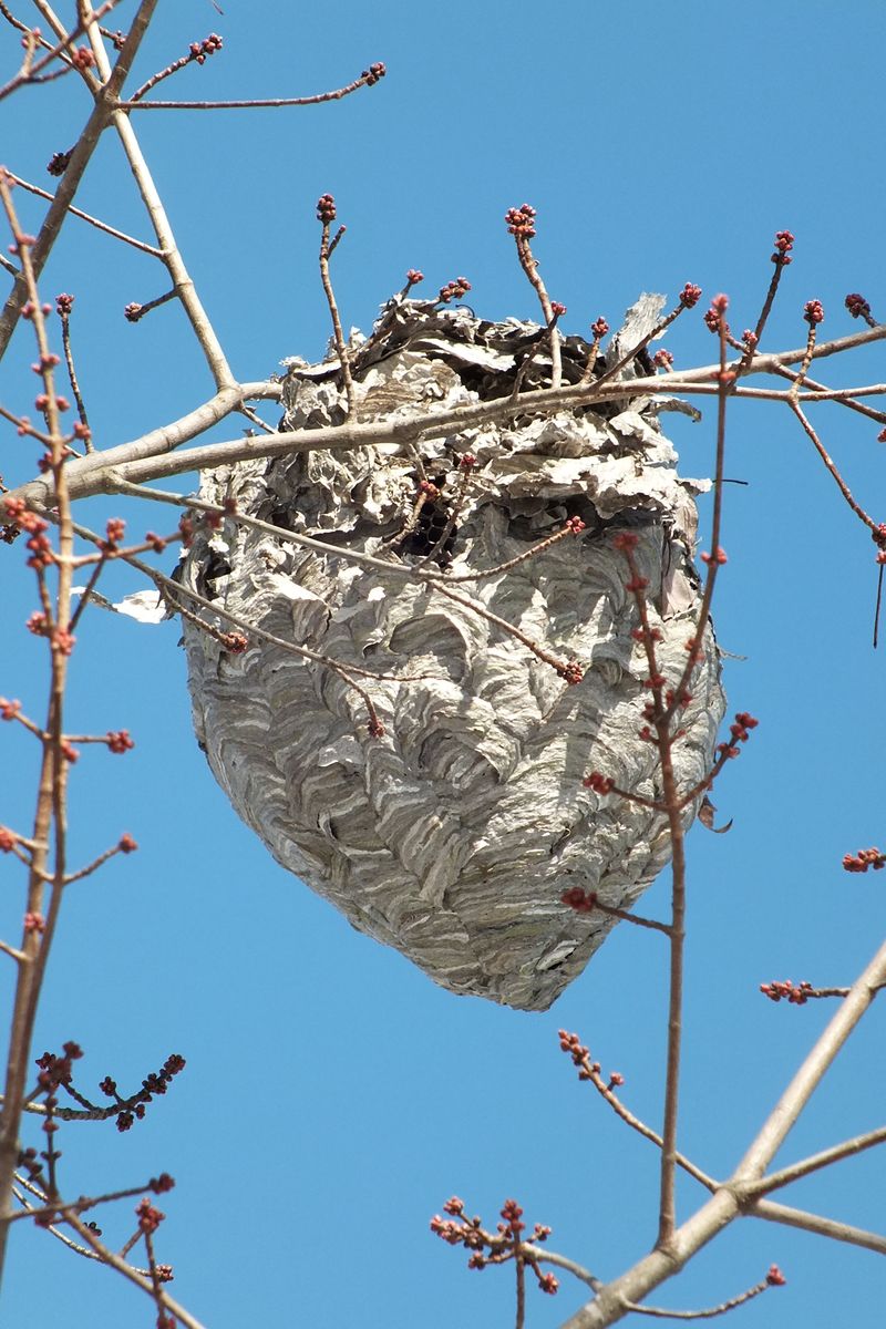 Wasp Nests