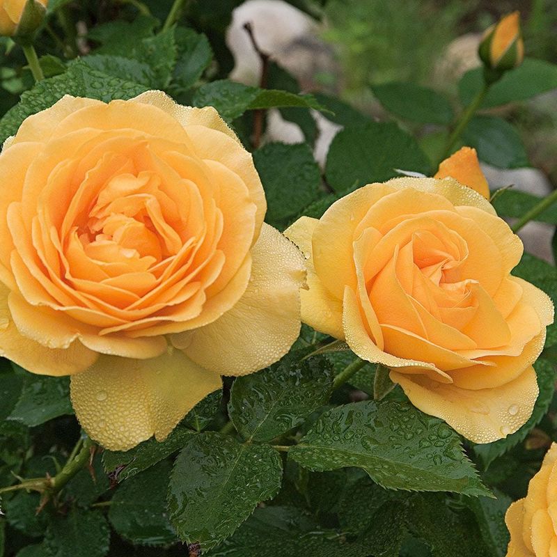 Yellow Rose Shrubs