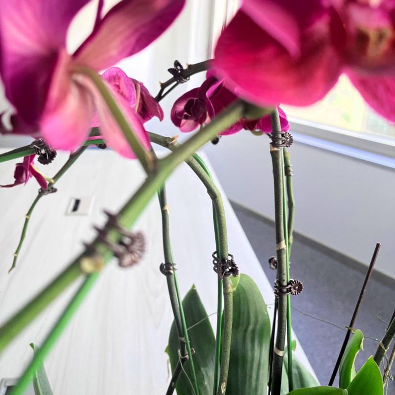 Support Stakes Guide Healthy Growth