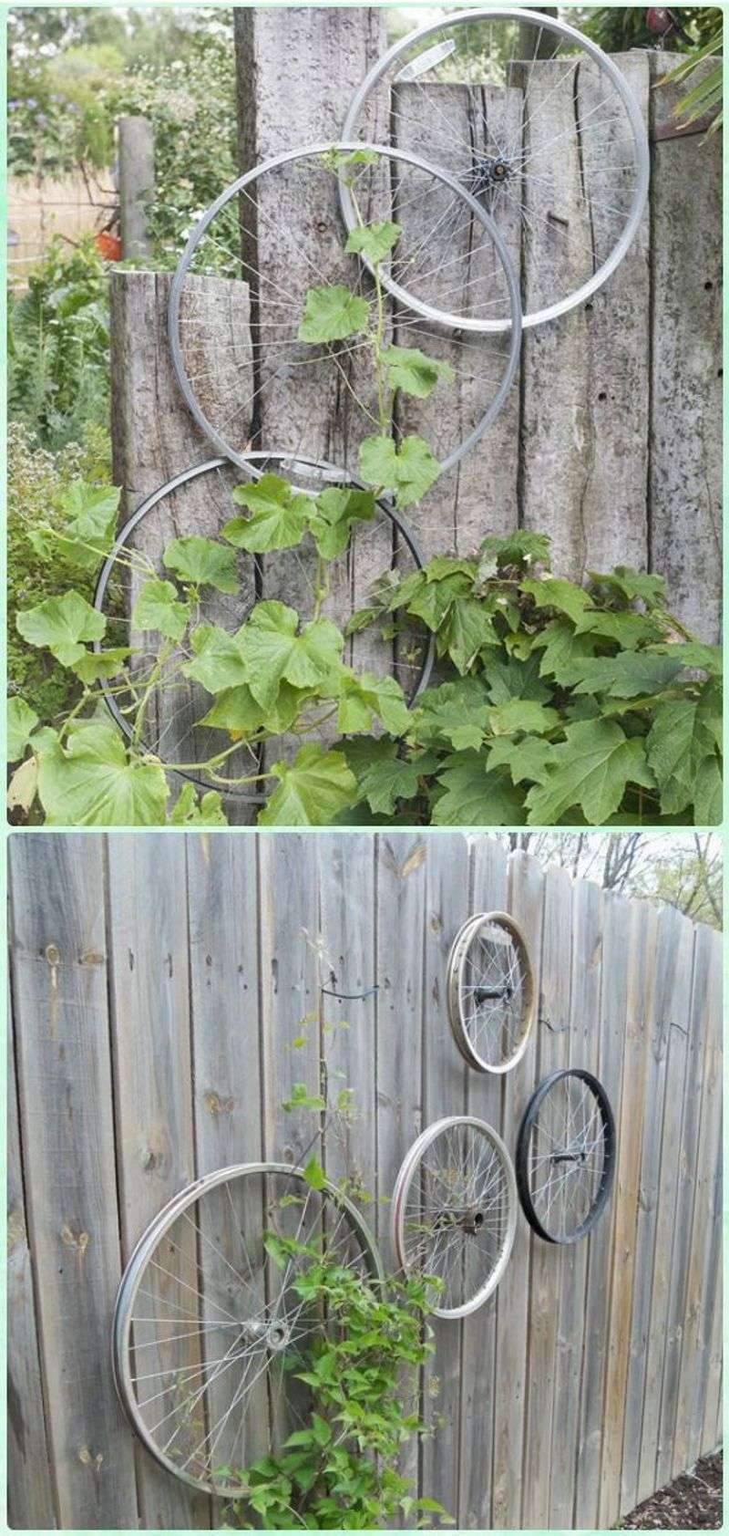 Old Bicycle Wheel Trellis