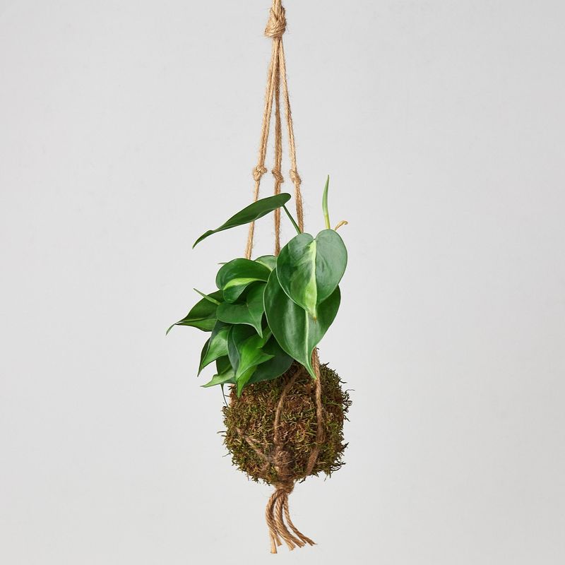 Hanging Kokedama (Moss Ball Plants)