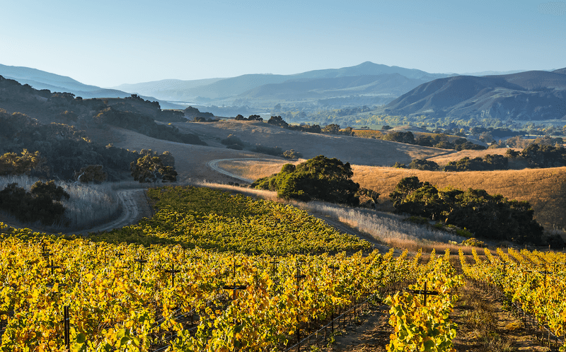 Alma Rosa Winery - Sustainable Serenity in Santa Ynez Valley
