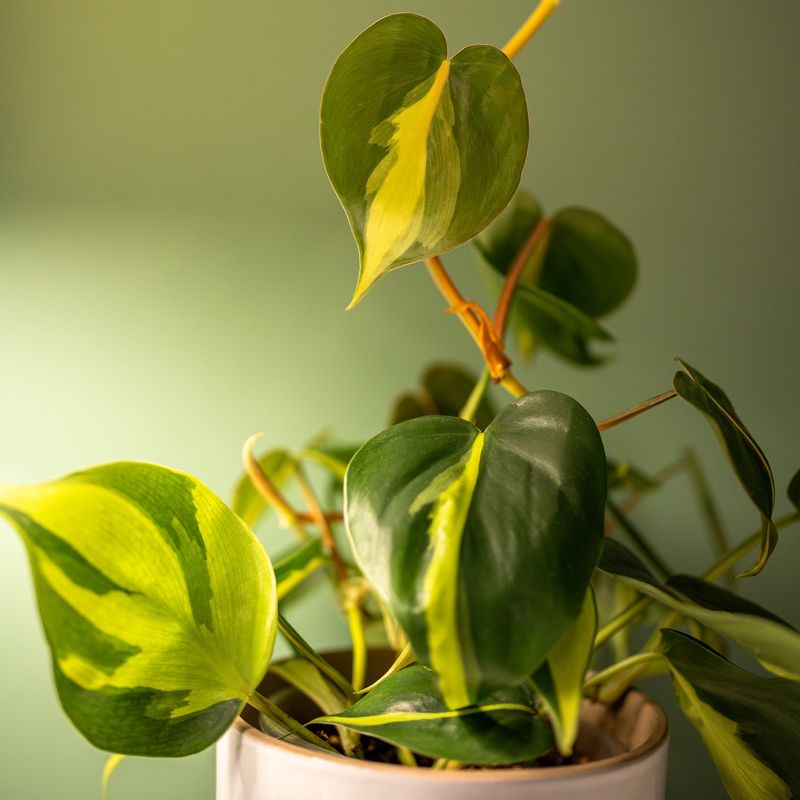 Philodendron