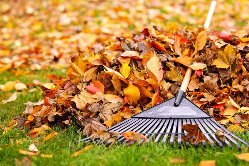 Raking Leaves Out of Beds – They smother plants if ignored.