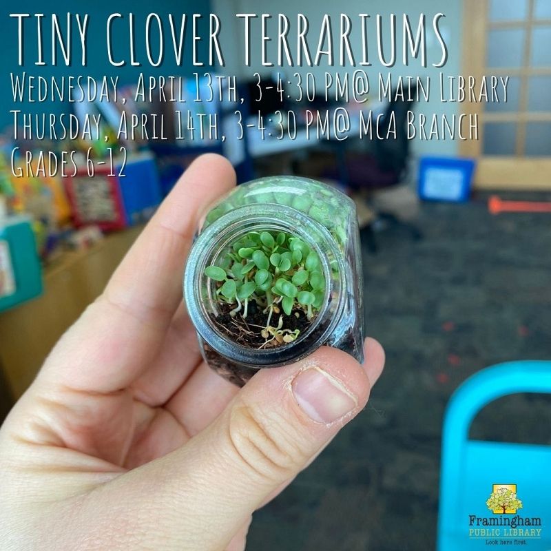 Miniature Clover (Trifolium repens ‘Pipolina’)
