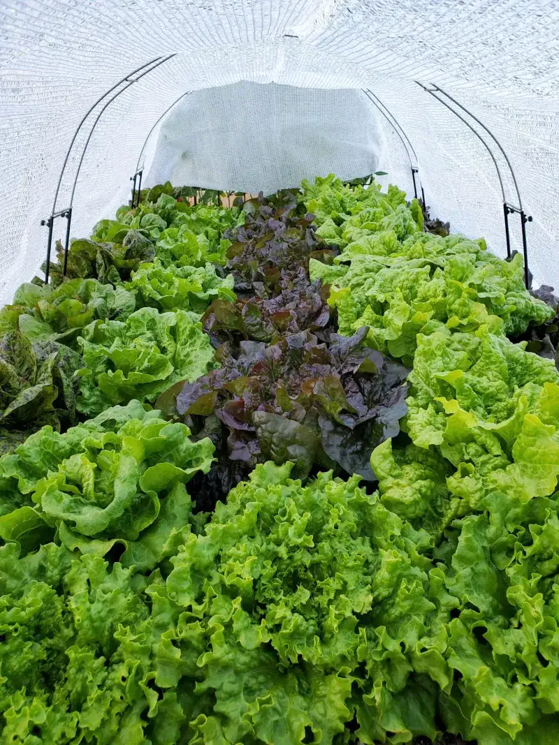 Plant Quick-Growing Lettuce