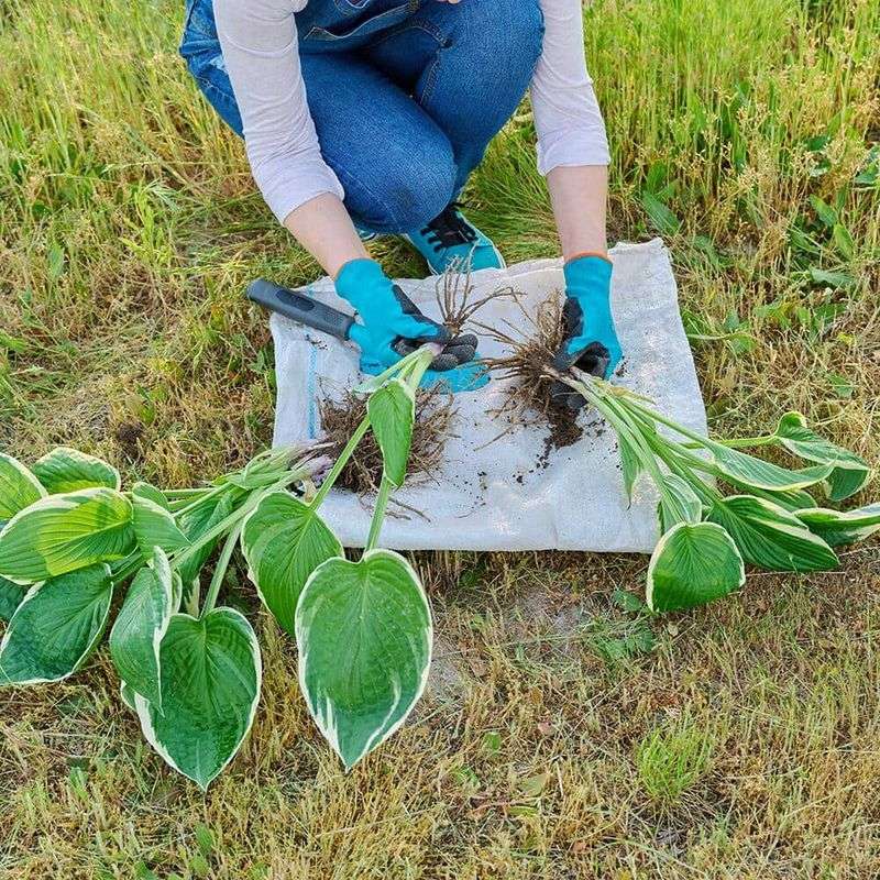 Divide Existing Plants