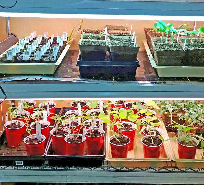 Have a Backup Plan for Late Germinators