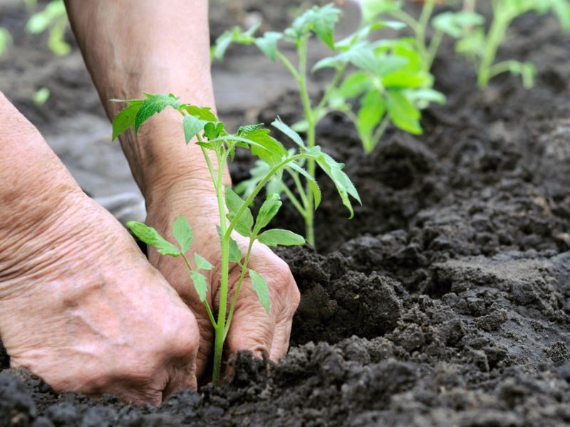 Plant Seedlings Deep for Stronger Root Systems