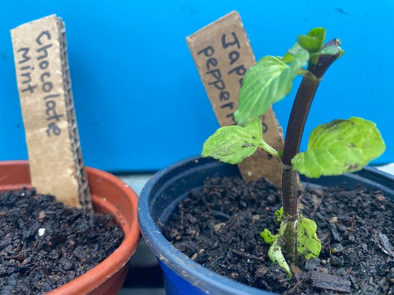 Not Labeling Seedlings