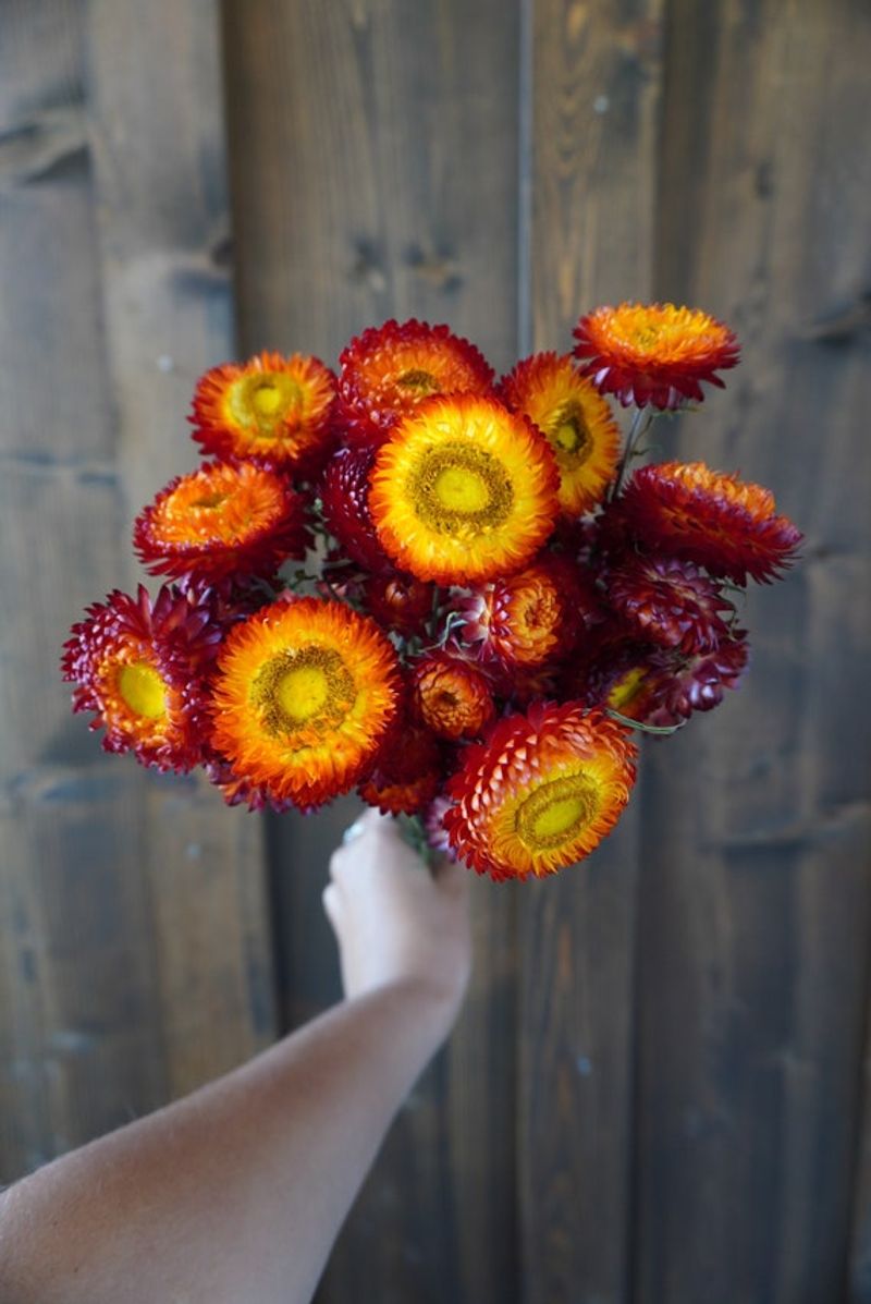Strawflowers (Xerochrysum bracteatum)