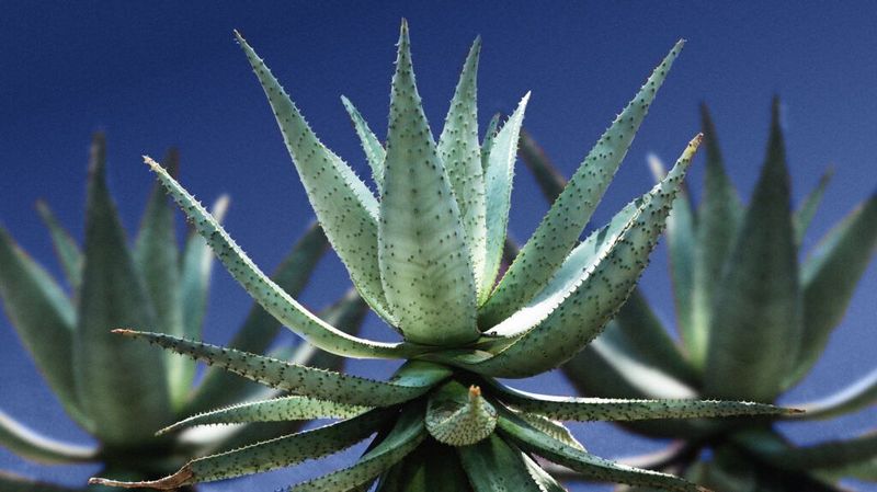Adaptive Aloe Vera