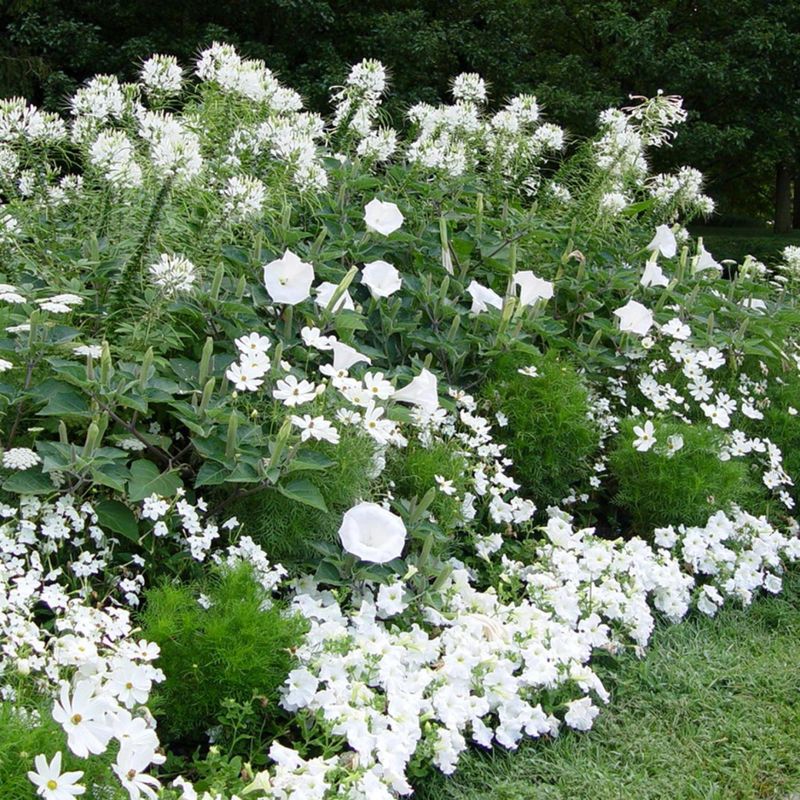 Step 2: Pick the Best Moon Garden Plants