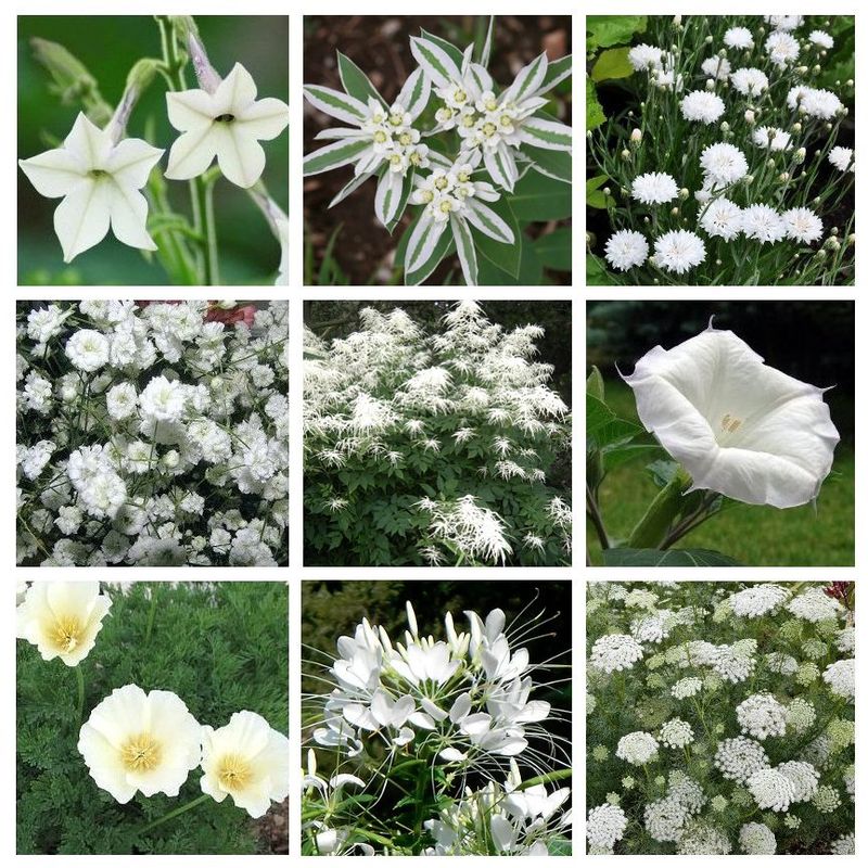 Step 3: Arrange Plants for Maximum Impact