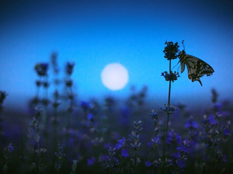 Step 5: Plant for Nighttime Pollinators