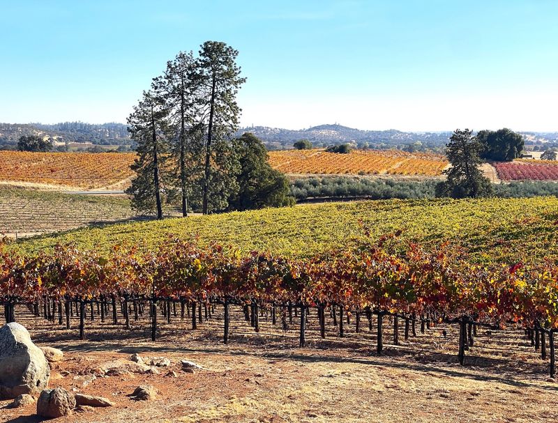 Helwig Winery - Mountain Views in the Sierra Foothills
