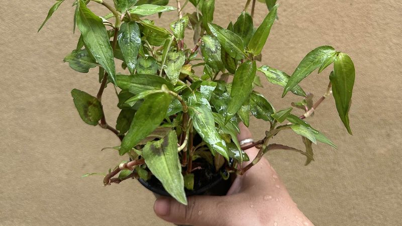Vietnamese Coriander - The Spicy Alternative