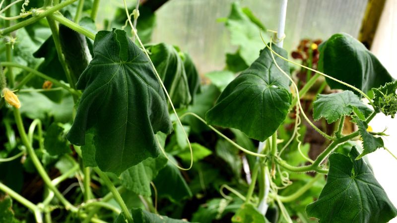 Wilting Plants Despite Watering