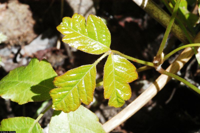 Poison Oak