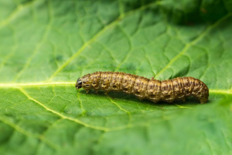 Cutworms