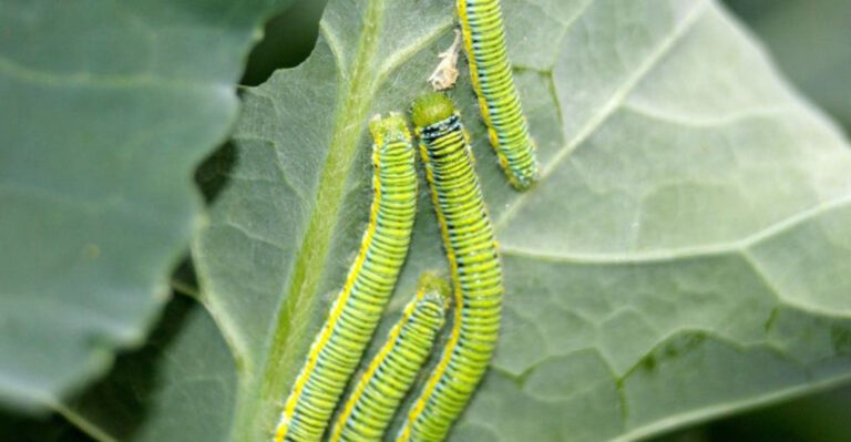 Stop Caterpillars Fast – 11 Cheap & Organic Fixes