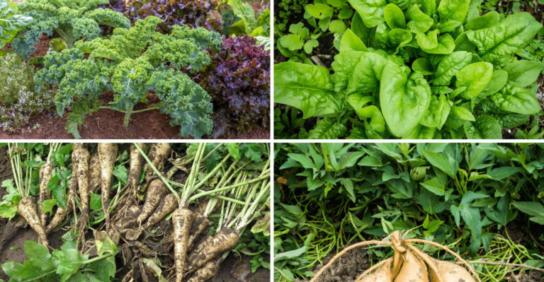 Stop Growing These 10 “Healthy” Veggies—They’re Overrated (Grow These 10 Power Veggies Instead)