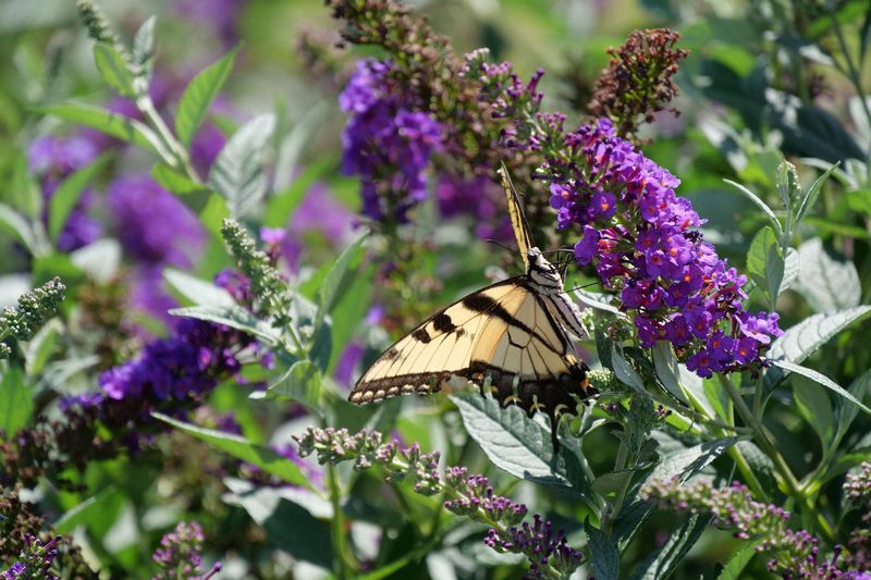 Butterfly Bush
