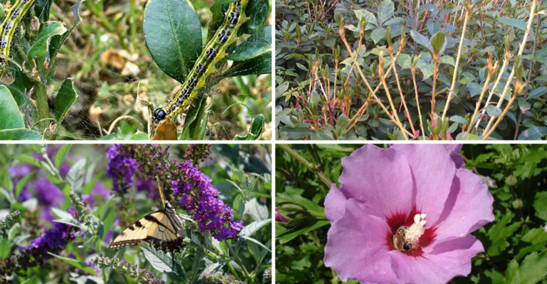 Stop Planting These 20 Shrubs—They Attract Caterpillars Like a Buffet