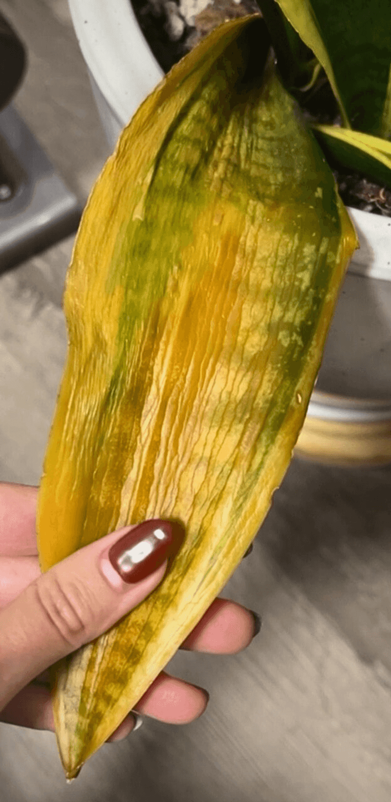 Overwatering (The Silent Killer)