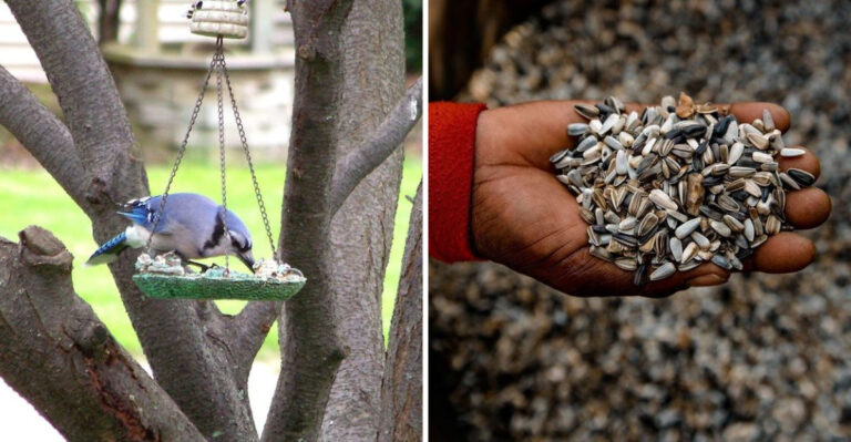 Stop This One Thing – Bird Experts Say It’s Destroying Your Feeder Success
